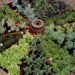 Pizza Garden: A Delicious and Nutritious Addition to Your Landscape