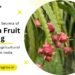 Unveiling the Secrets of Dragon Fruit Farming: A Profitable Agricultural Venture in India