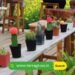 3 Simple Steps to Create Beautiful and Creative Container Gardens